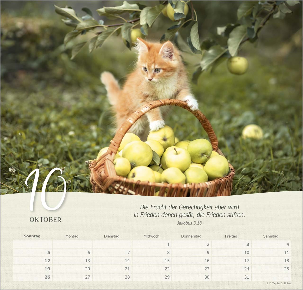 Katzen Wandkalender