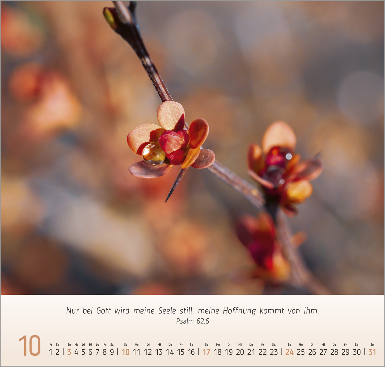 Gesichter der Natur 2027 – Wandkalender