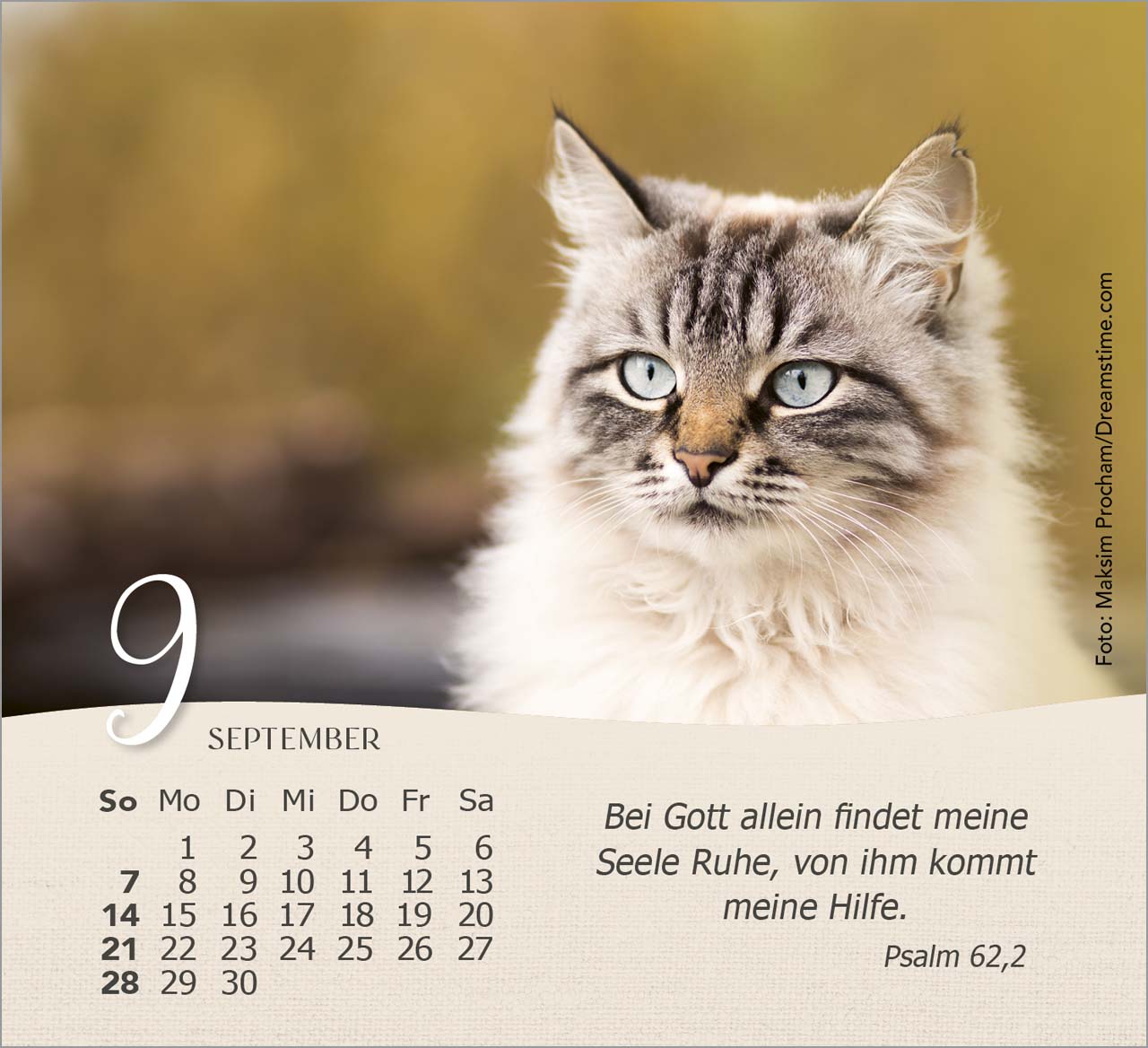 Katzen Tischkalender