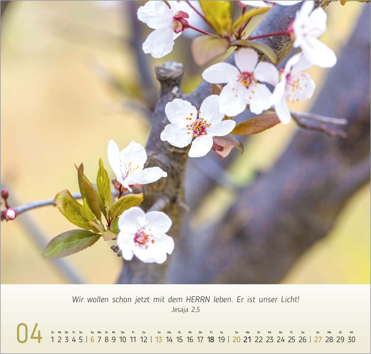 Blumen-Impressionen Wandkalender