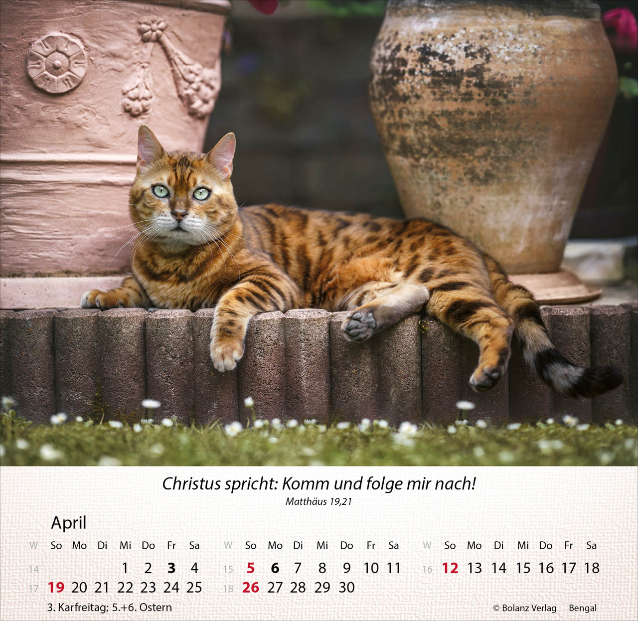 Katzen 2026 - Tischkalender Katzen 2026 - Tischkalender