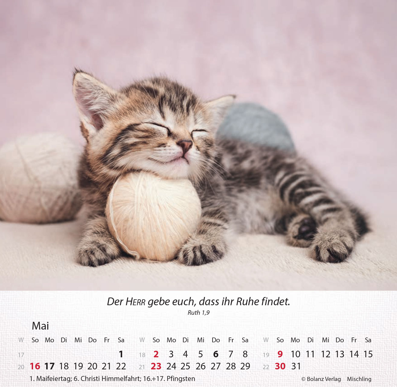 Katzen 2027 – Tischkalender