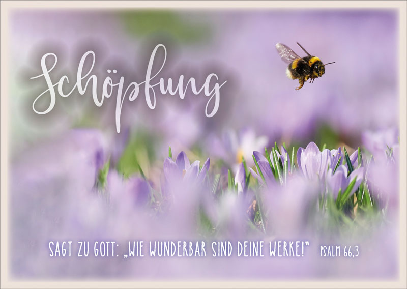 Postkarte Schöpfung Hummel