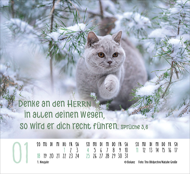 Katzen - auf leisen Pfoten  - Minikalender 2026