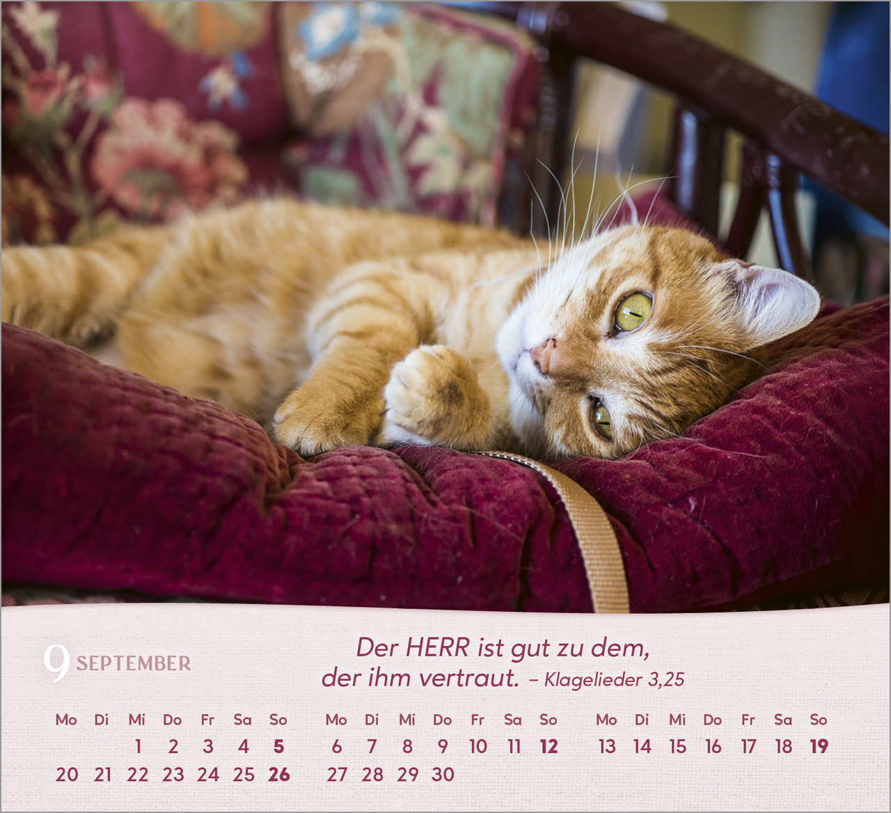 Katzen 2027 – Tischkalender