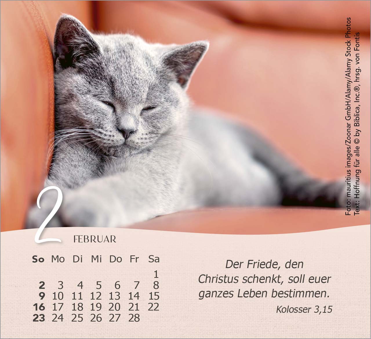 Katzen Tischkalender