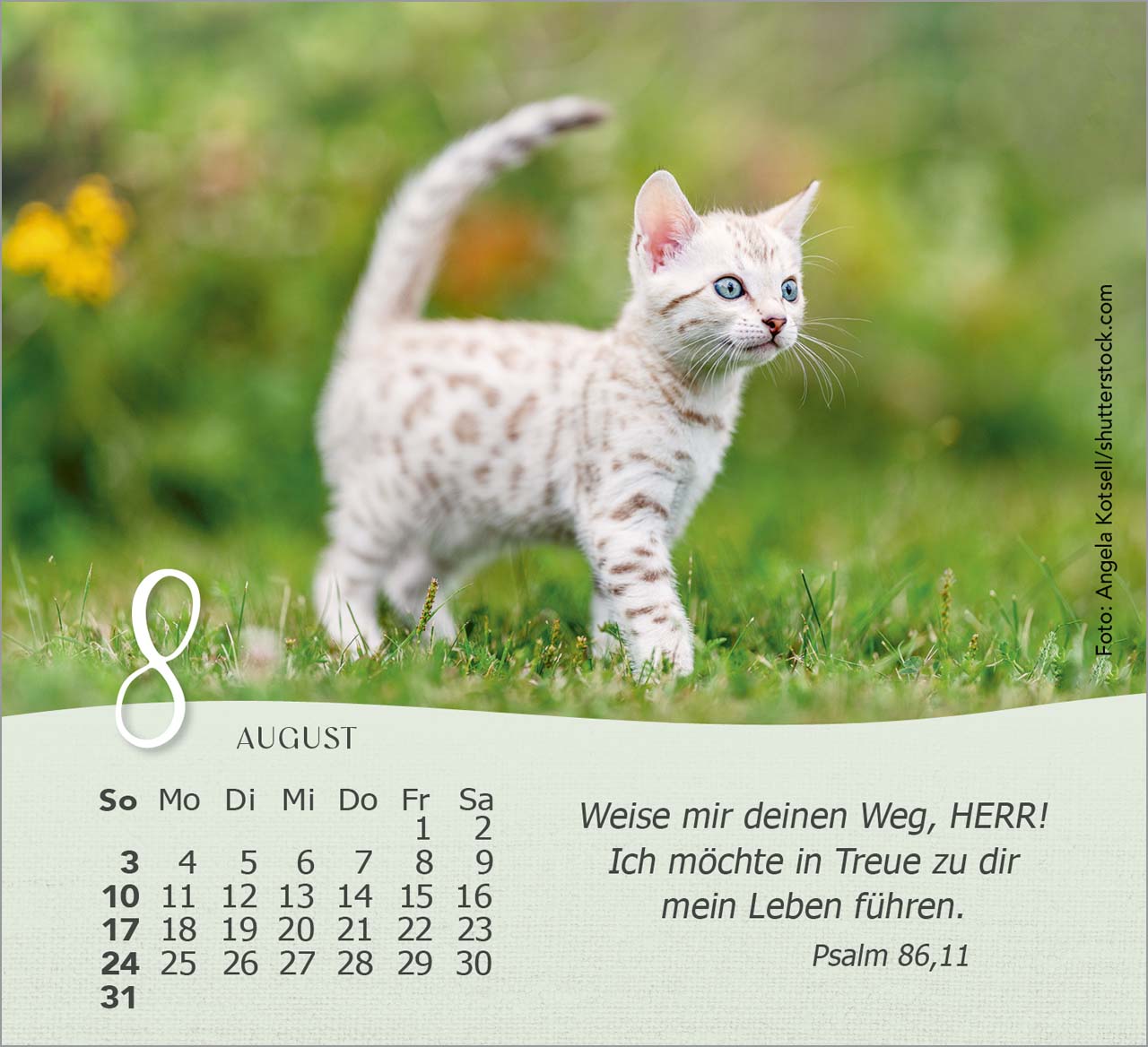 Katzen Tischkalender