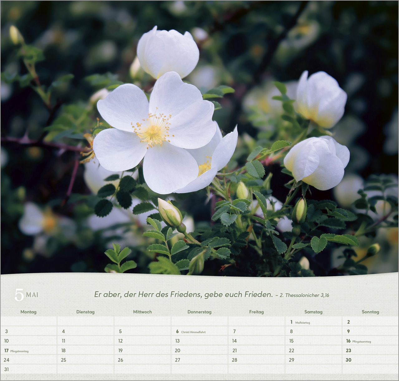 Rosen 2027 – Wandkalender