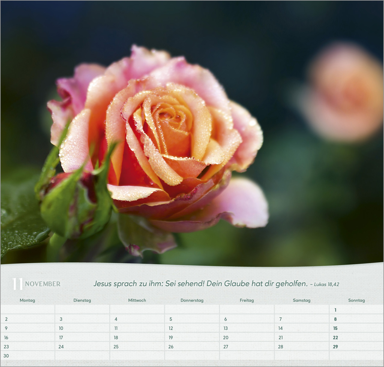 Rosen Wandkalender 2026