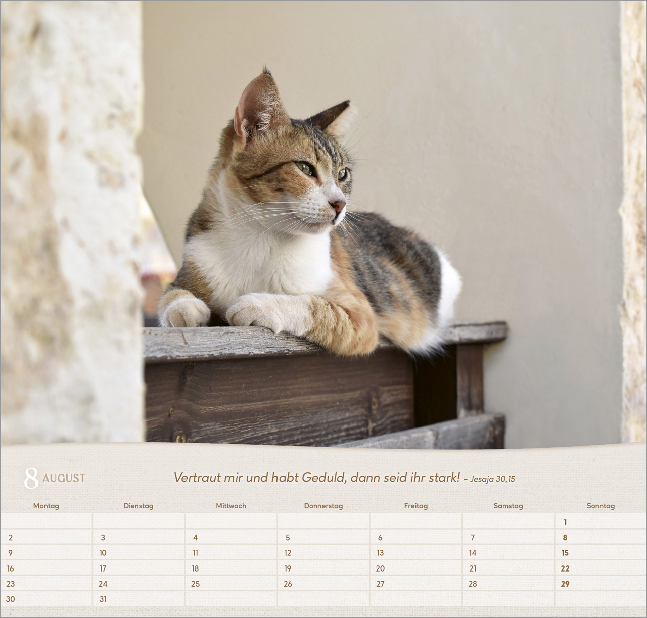 Katzen 2027 – Wandkalender