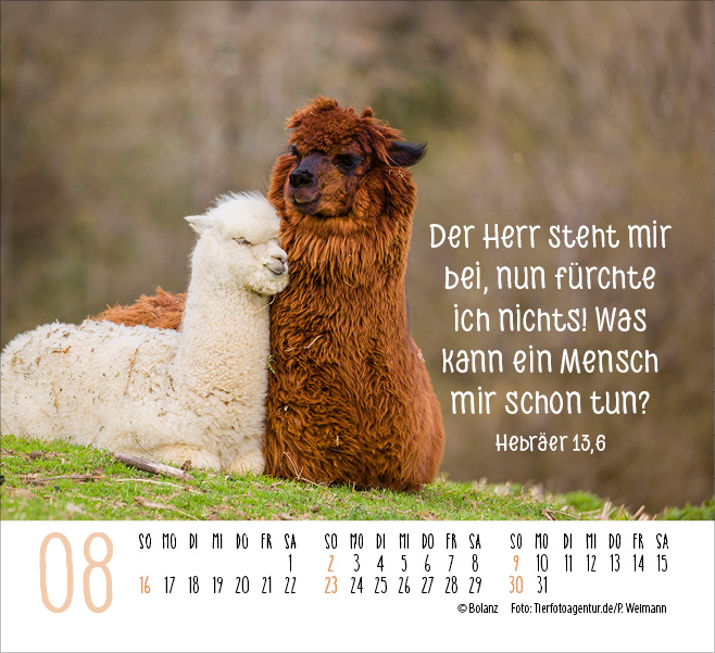 Begegnungen - Dich vergess ich nie 2026 - Minikalender