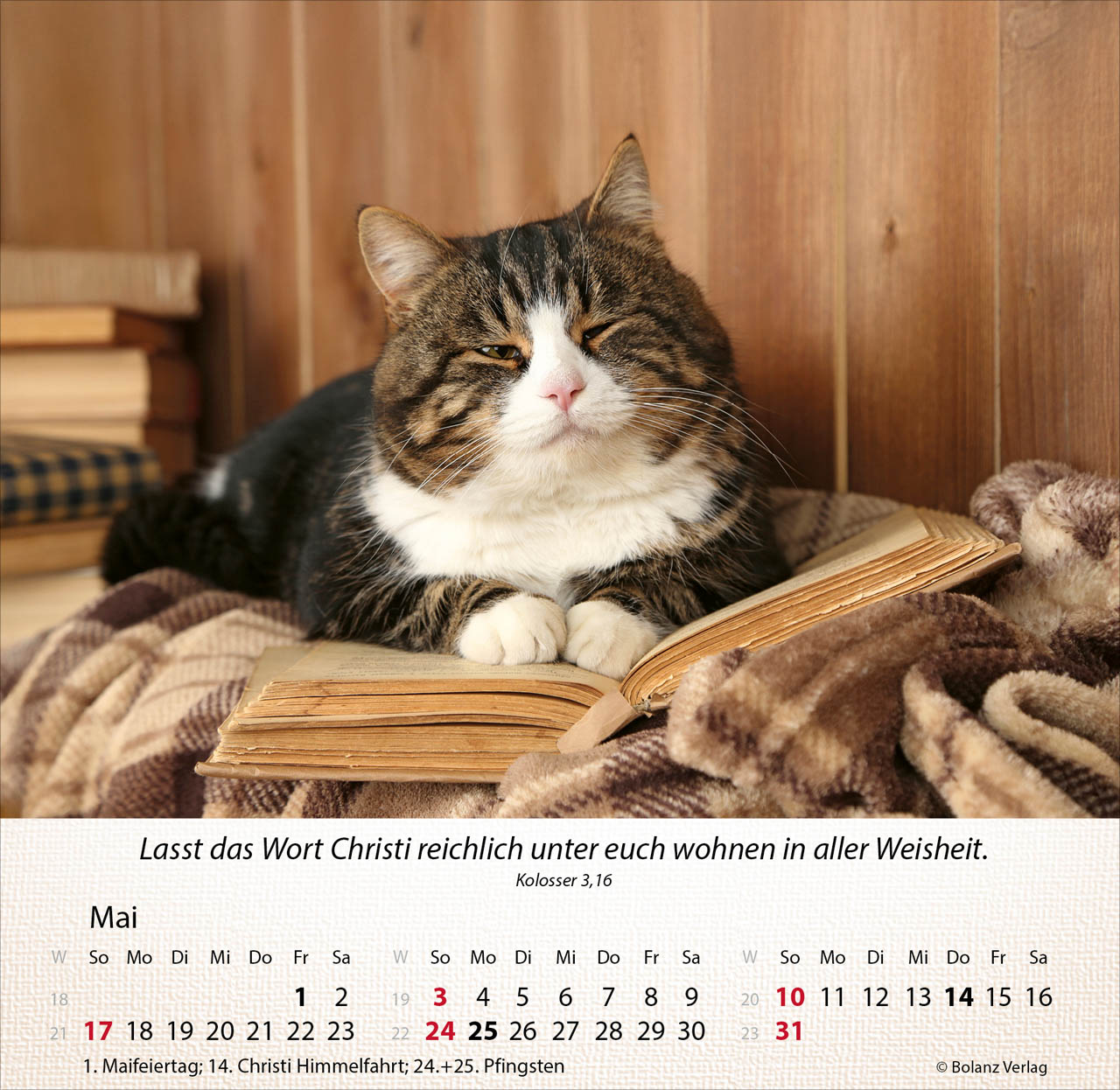 Katzen 2026 - Tischkalender Katzen 2026 - Tischkalender