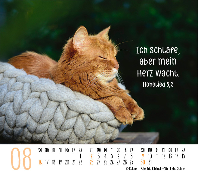Katzen - auf leisen Pfoten  - Minikalender 2026
