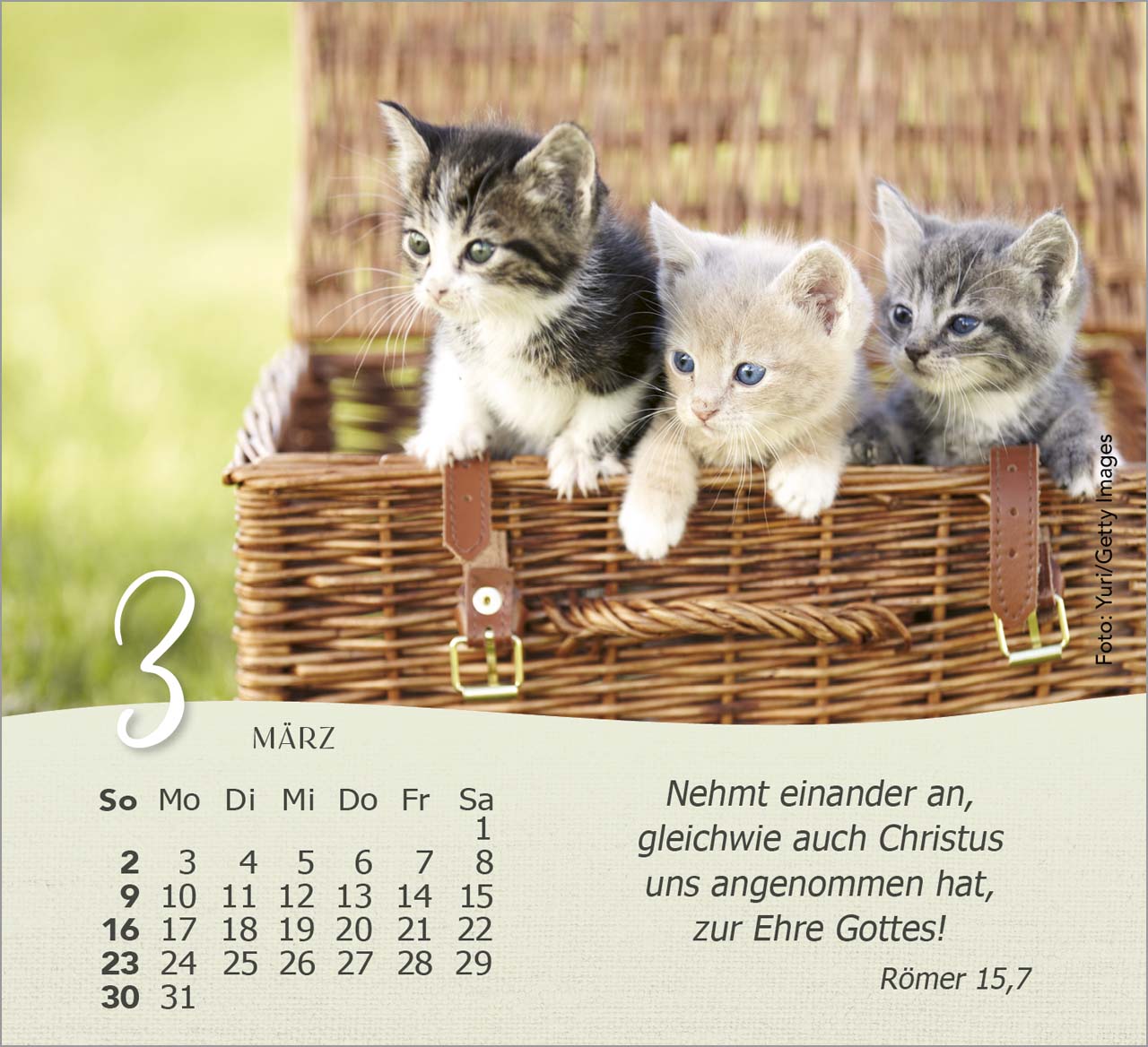 Katzen Tischkalender