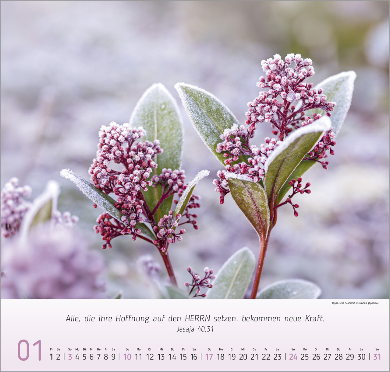 Blumen-Impressionen 2027 – Wandkalender