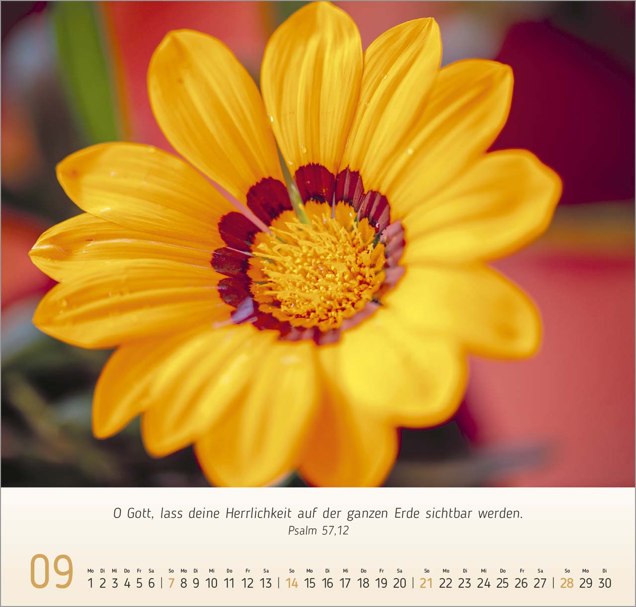 Blumen-Impressionen Wandkalender