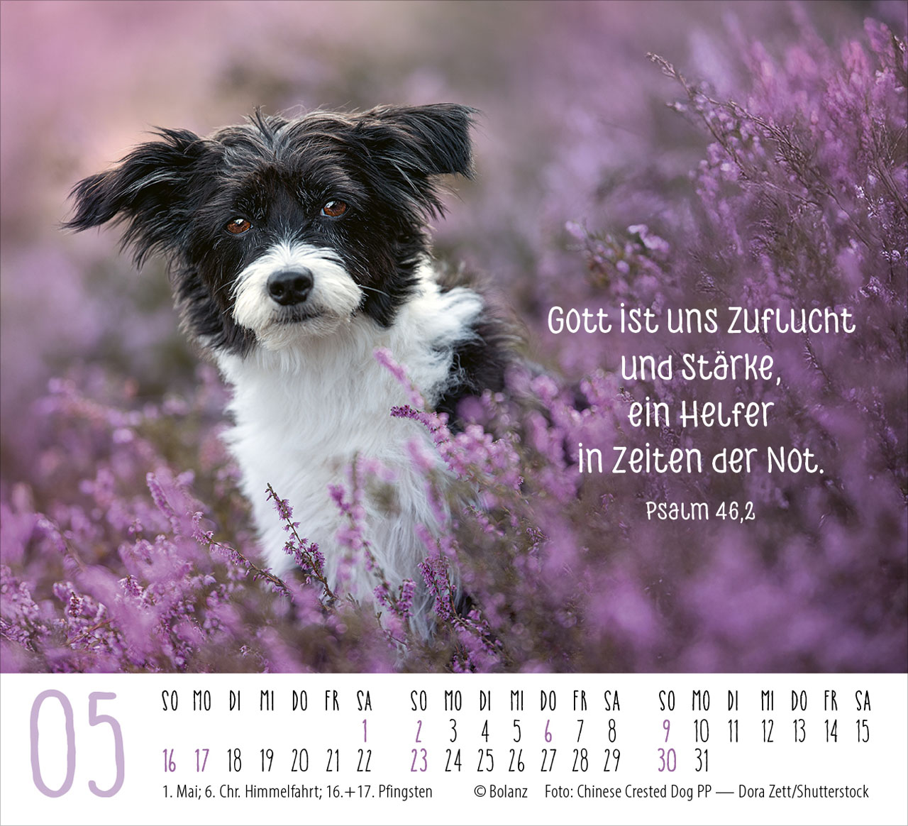 Hunde – treue Wegbegleiter 2027 – Minikalender