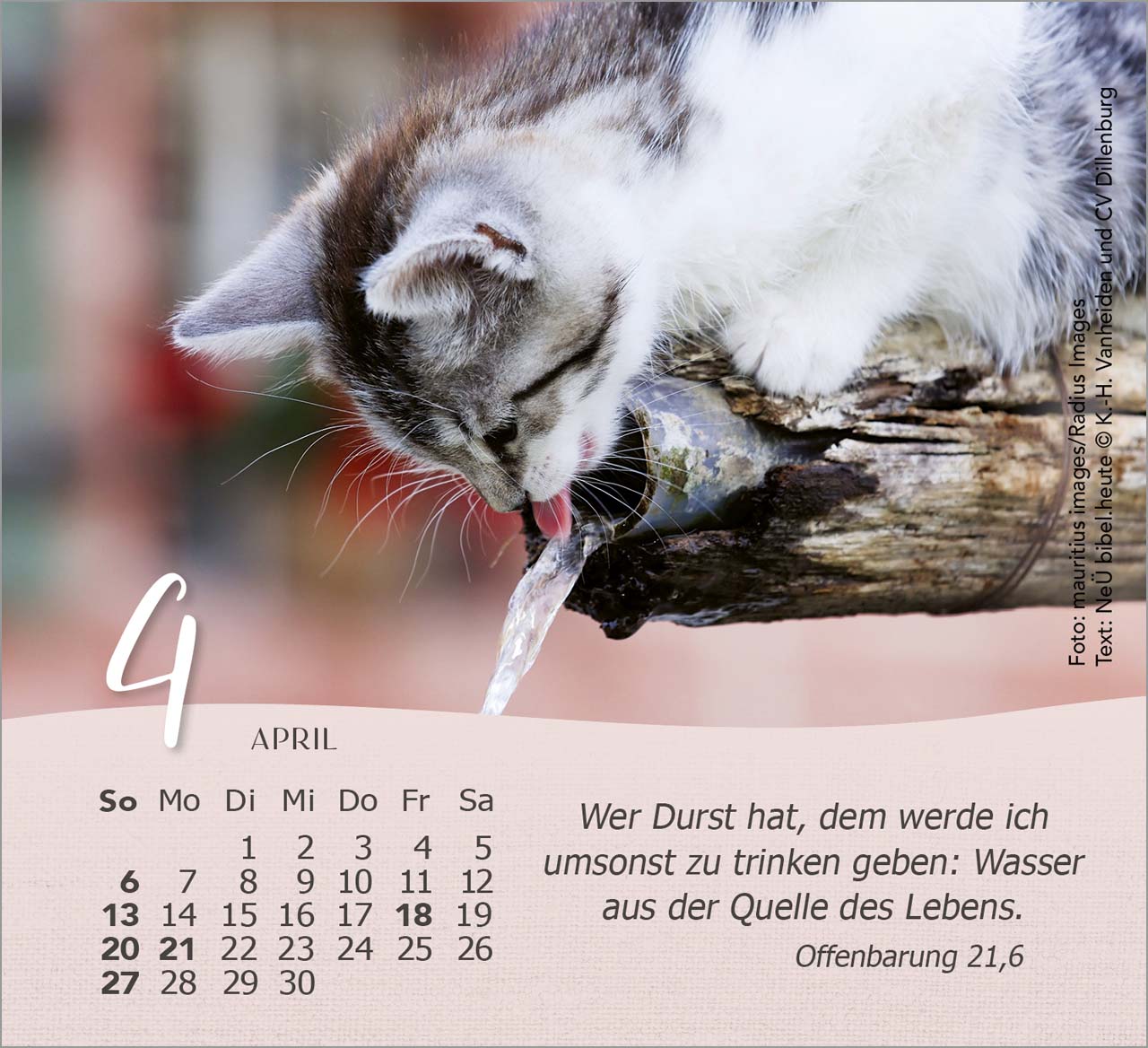 Katzen Tischkalender