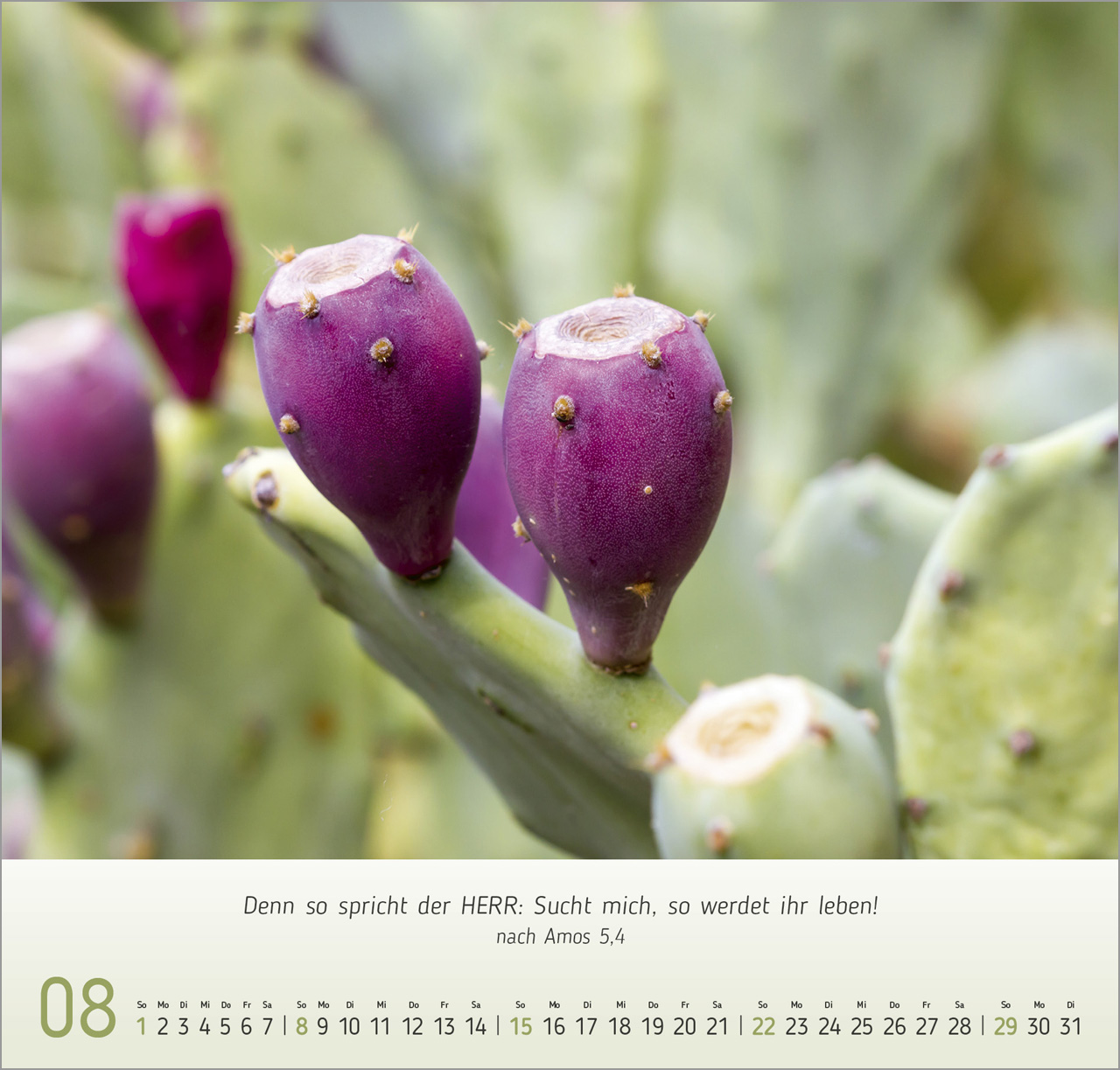 Gesichter der Natur 2027 – Wandkalender