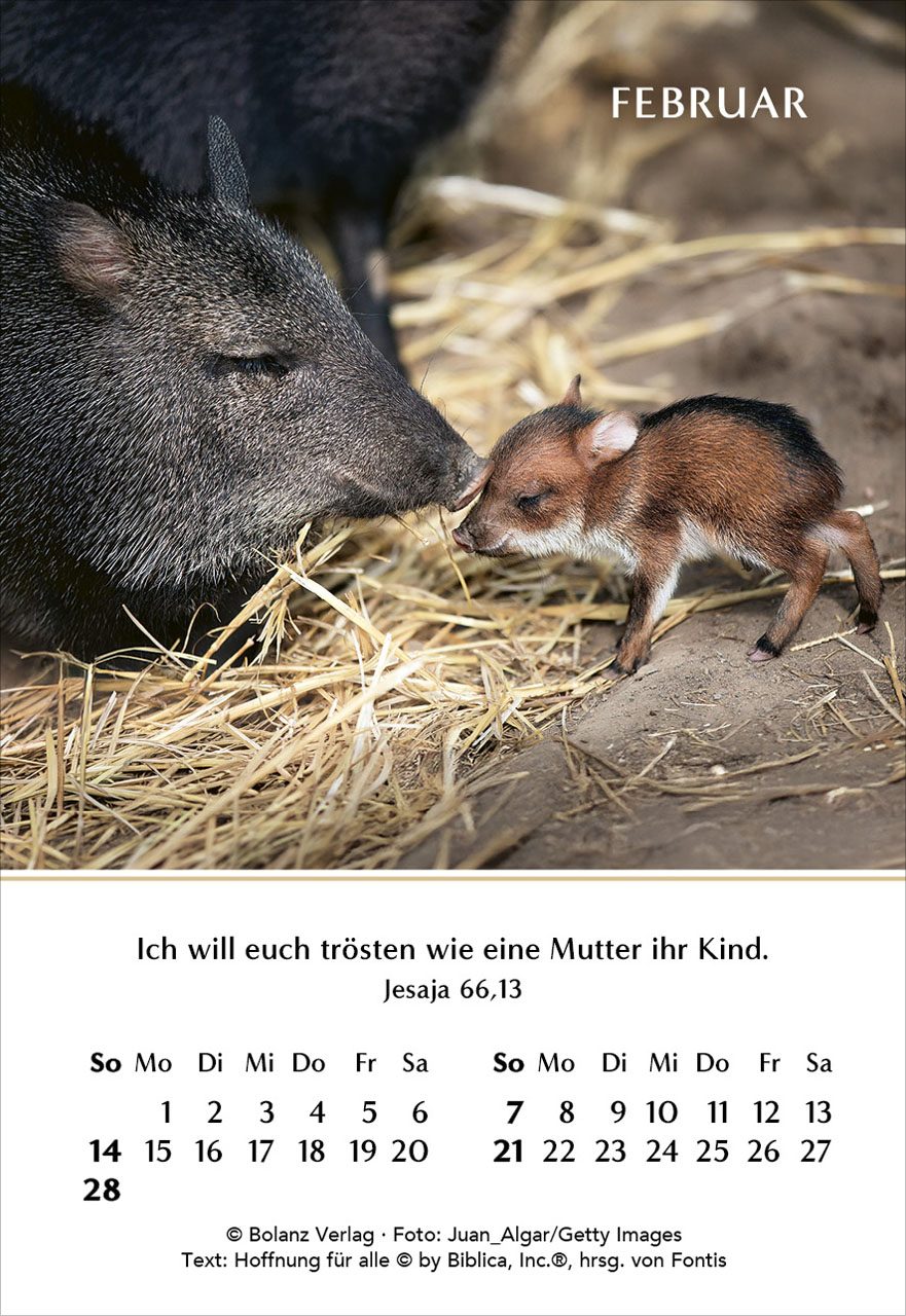 Ein Jahr der Geborgenheit 2027 Minikalender