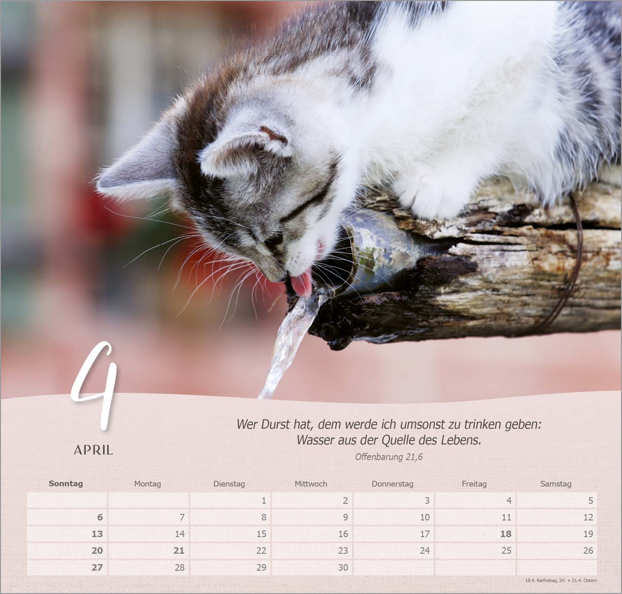 Katzen Wandkalender