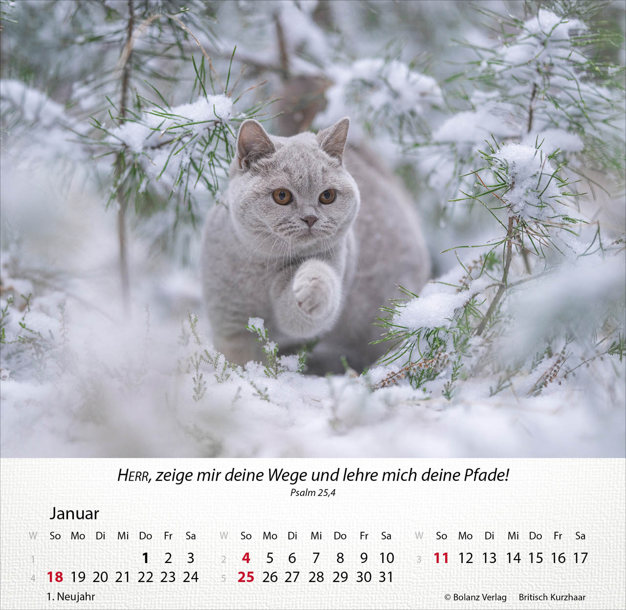 Katzen 2026 - Tischkalender Katzen 2026 - Tischkalender