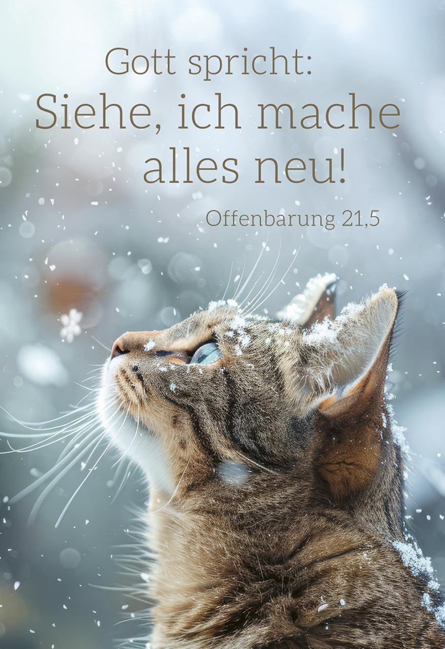 Postkarte Jahreslosung 2026 Katze