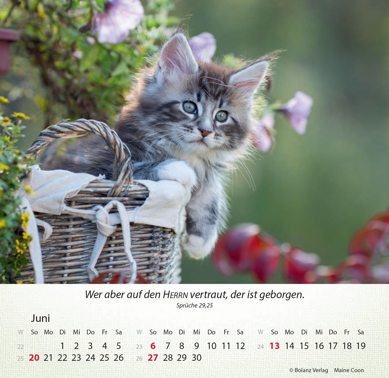 Katzen 2027 – Tischkalender