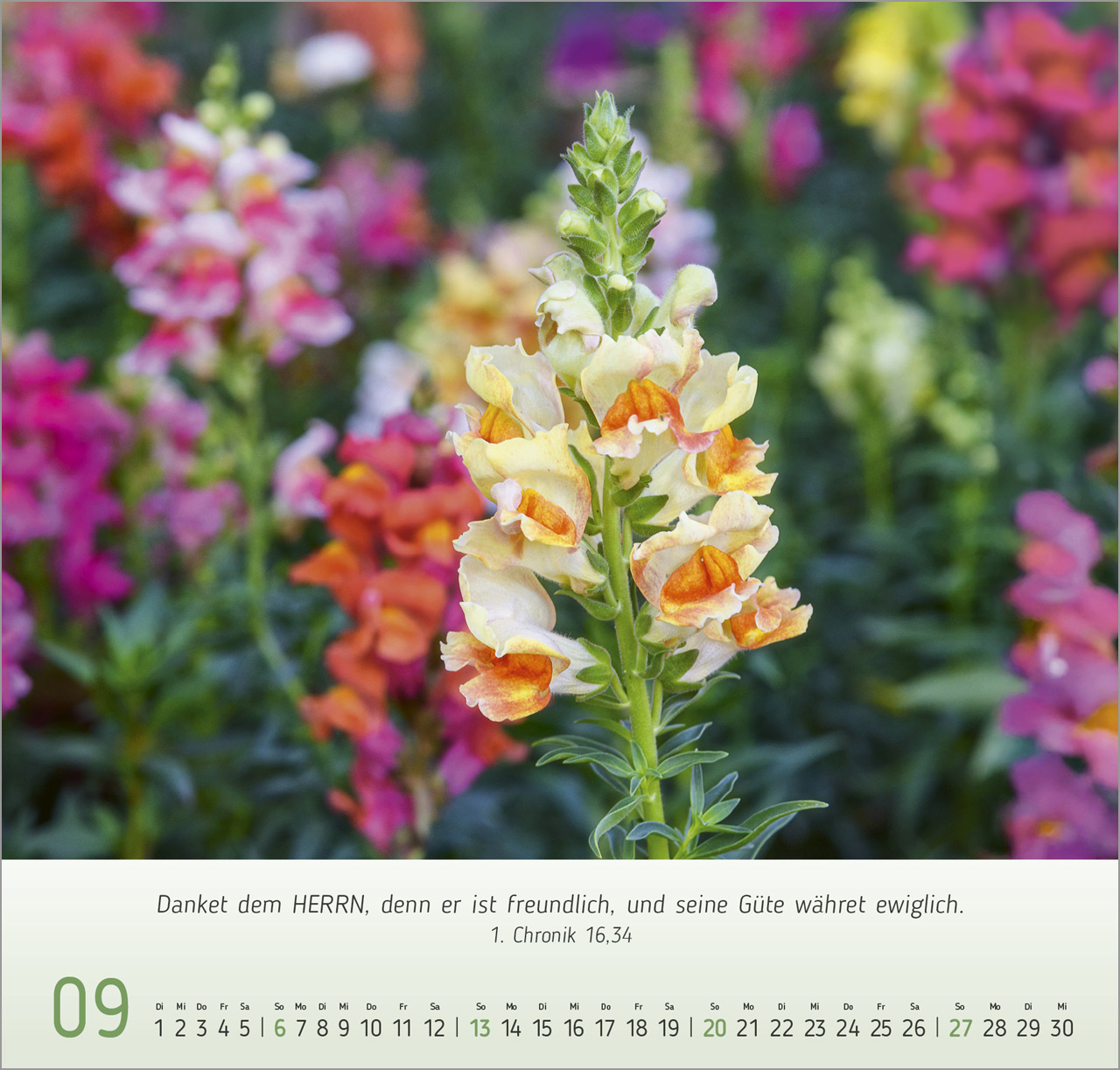 Blumen-Impressionen Wandkalender 2026
