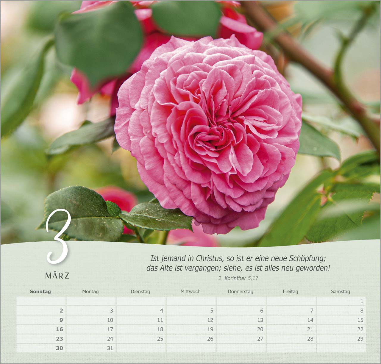 Rosen Wandkalender