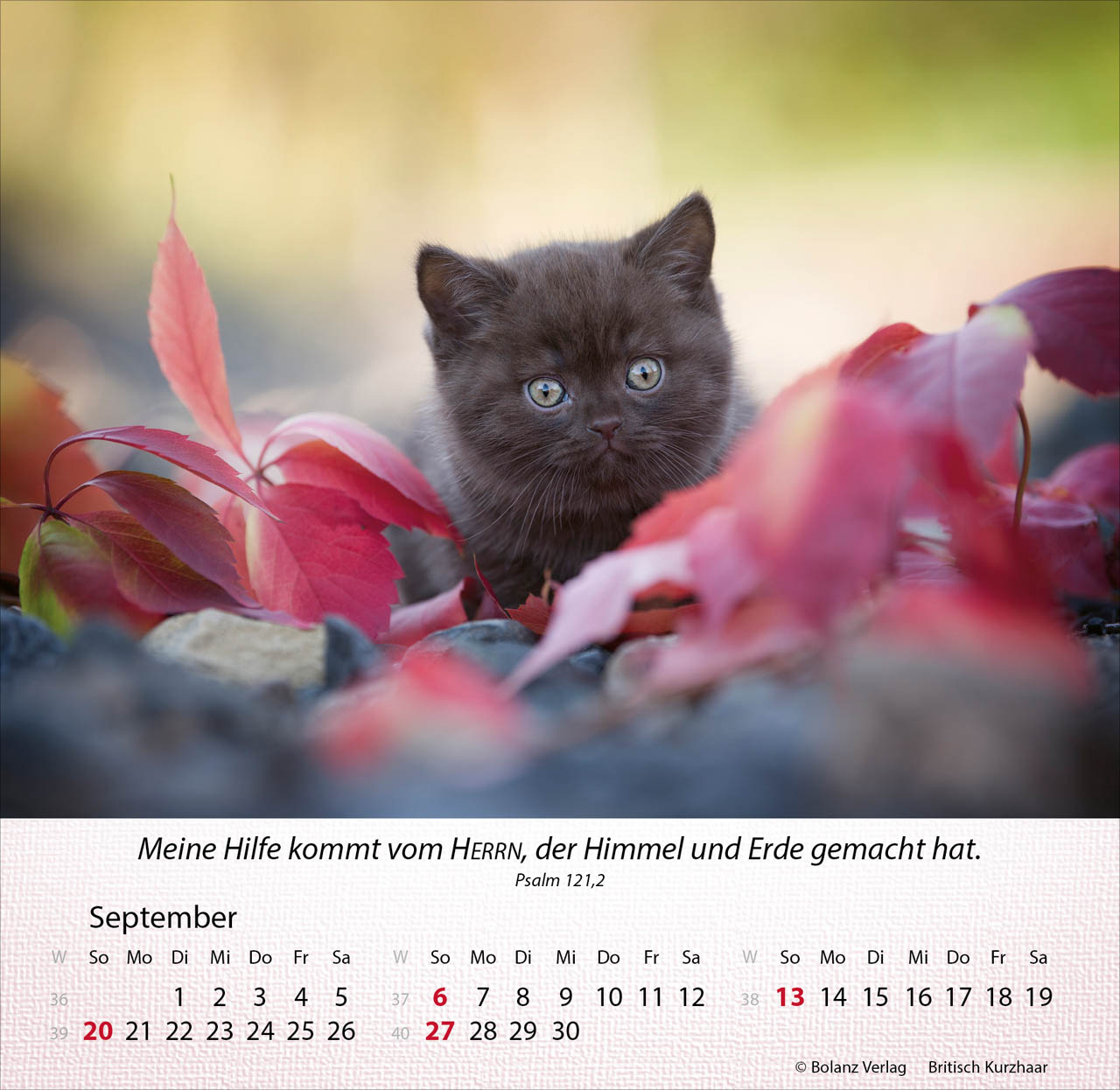 Katzen 2026 - Tischkalender Katzen 2026 - Tischkalender