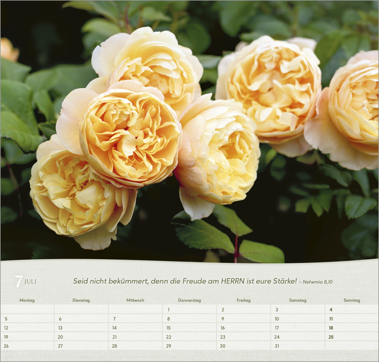 Rosen 2027 – Wandkalender
