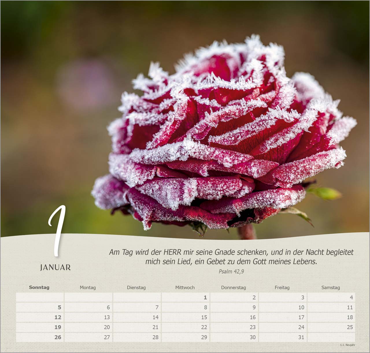 Rosen Wandkalender