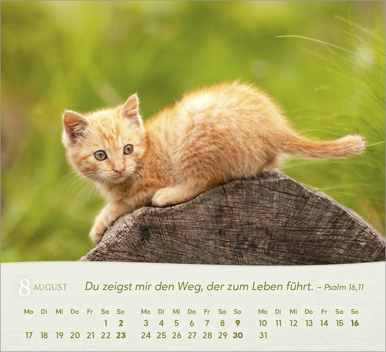 Katzen Tischkalender 2026 Katzen Tischkalender 2026