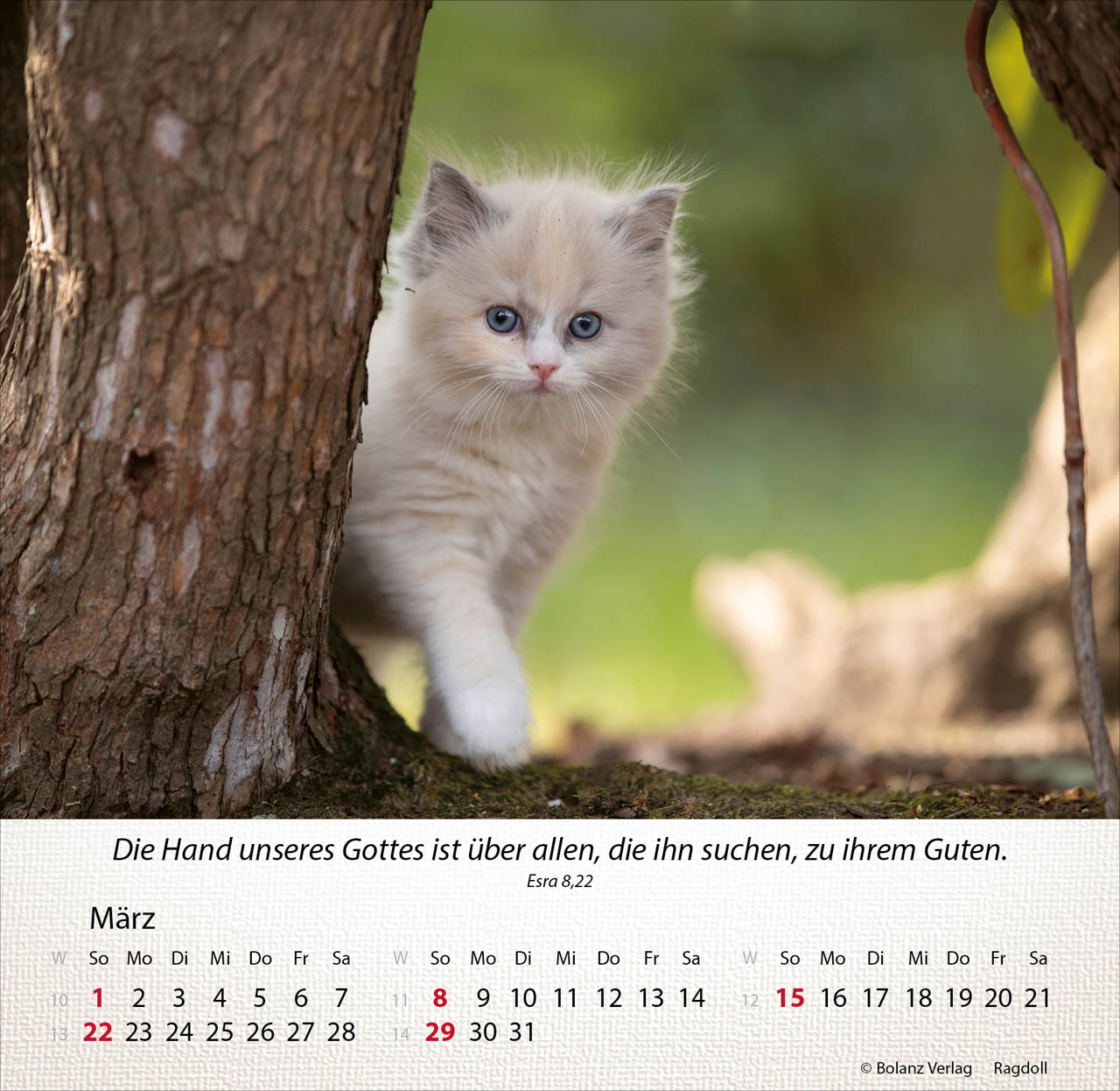 Katzen 2026 - Tischkalender Katzen 2026 - Tischkalender