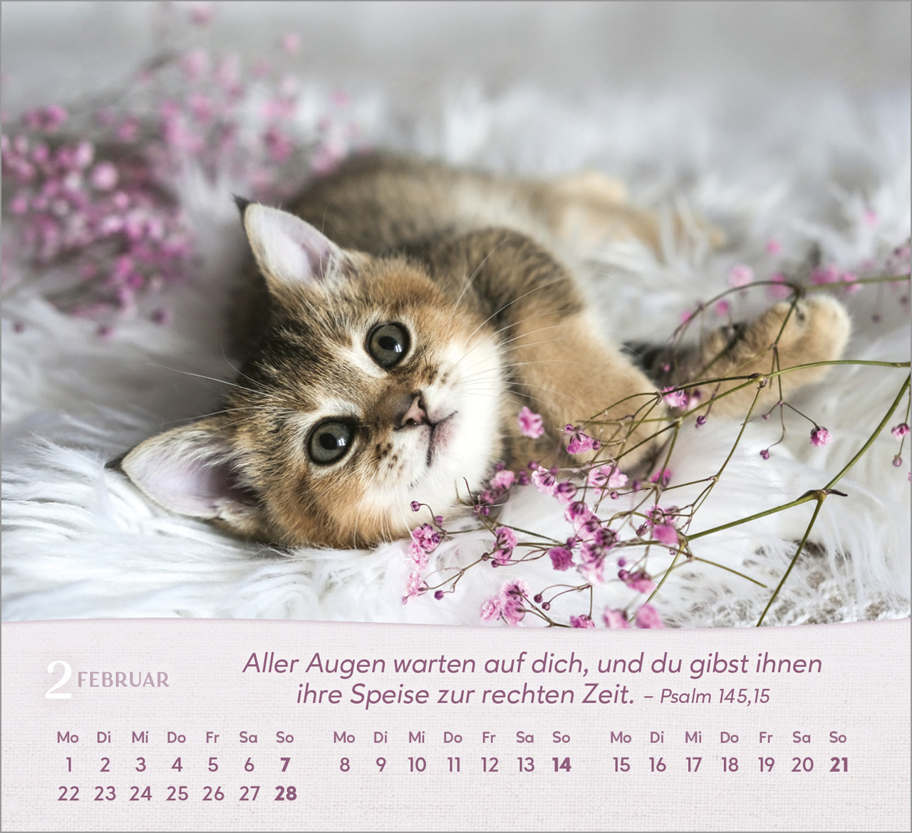 Katzen 2027 – Tischkalender