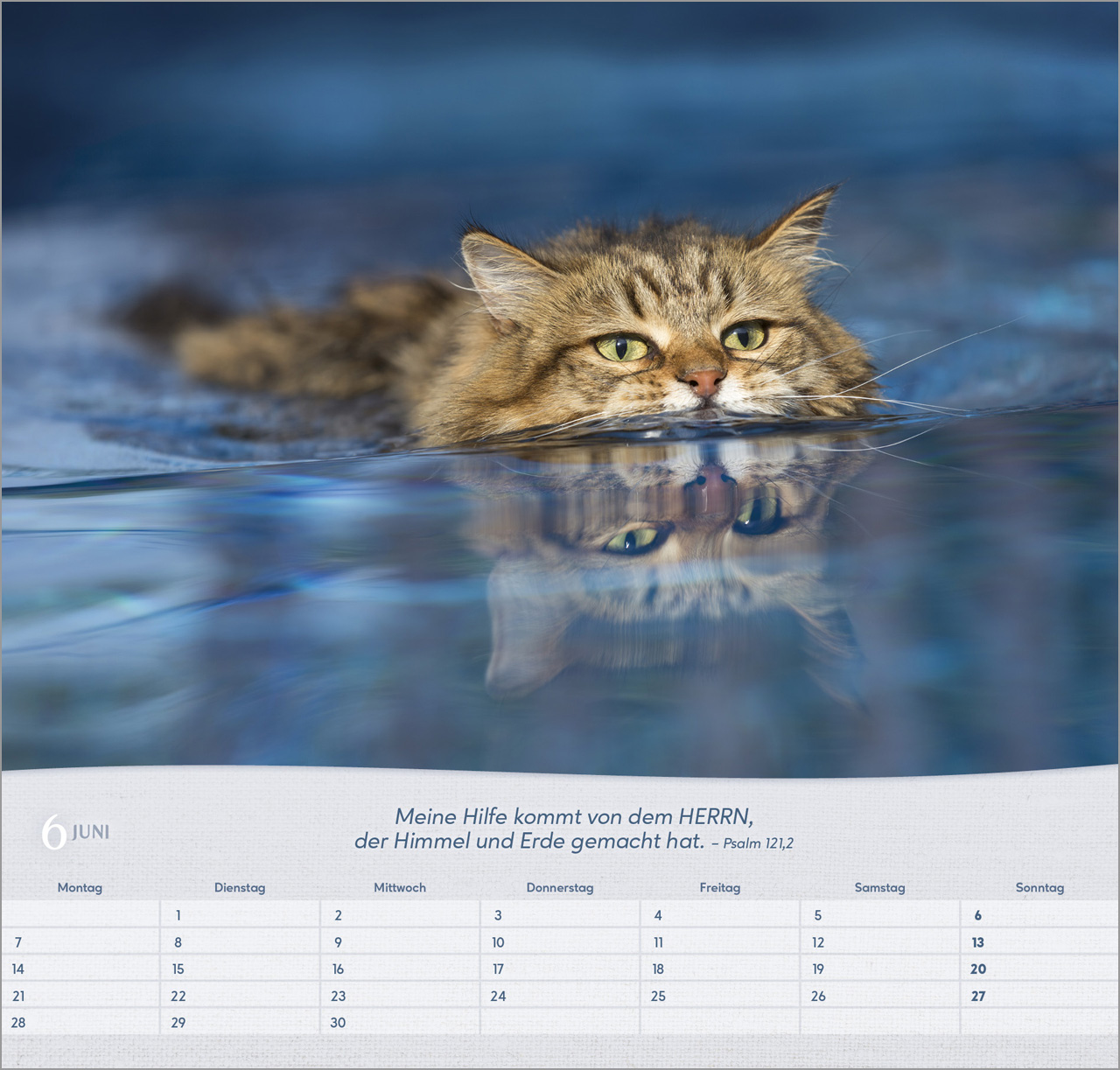 Katzen 2027 – Wandkalender