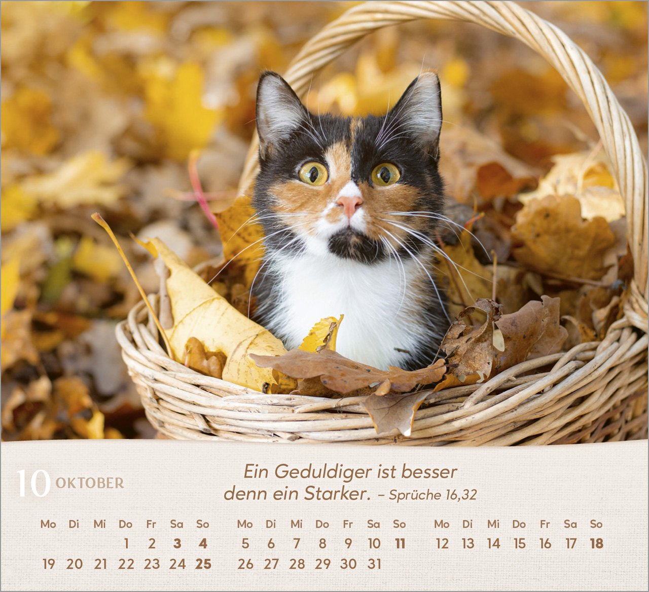 Katzen Tischkalender 2026 Katzen Tischkalender 2026