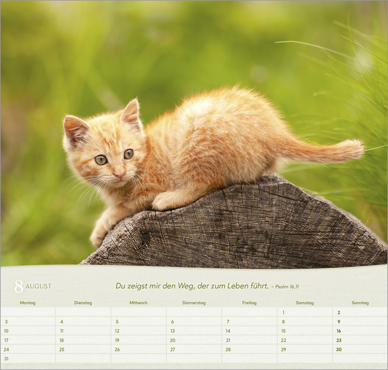 Katzen Wandkalender 2026