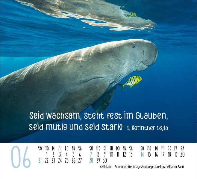 Begegnungen - Dich vergess ich nie 2026 - Minikalender