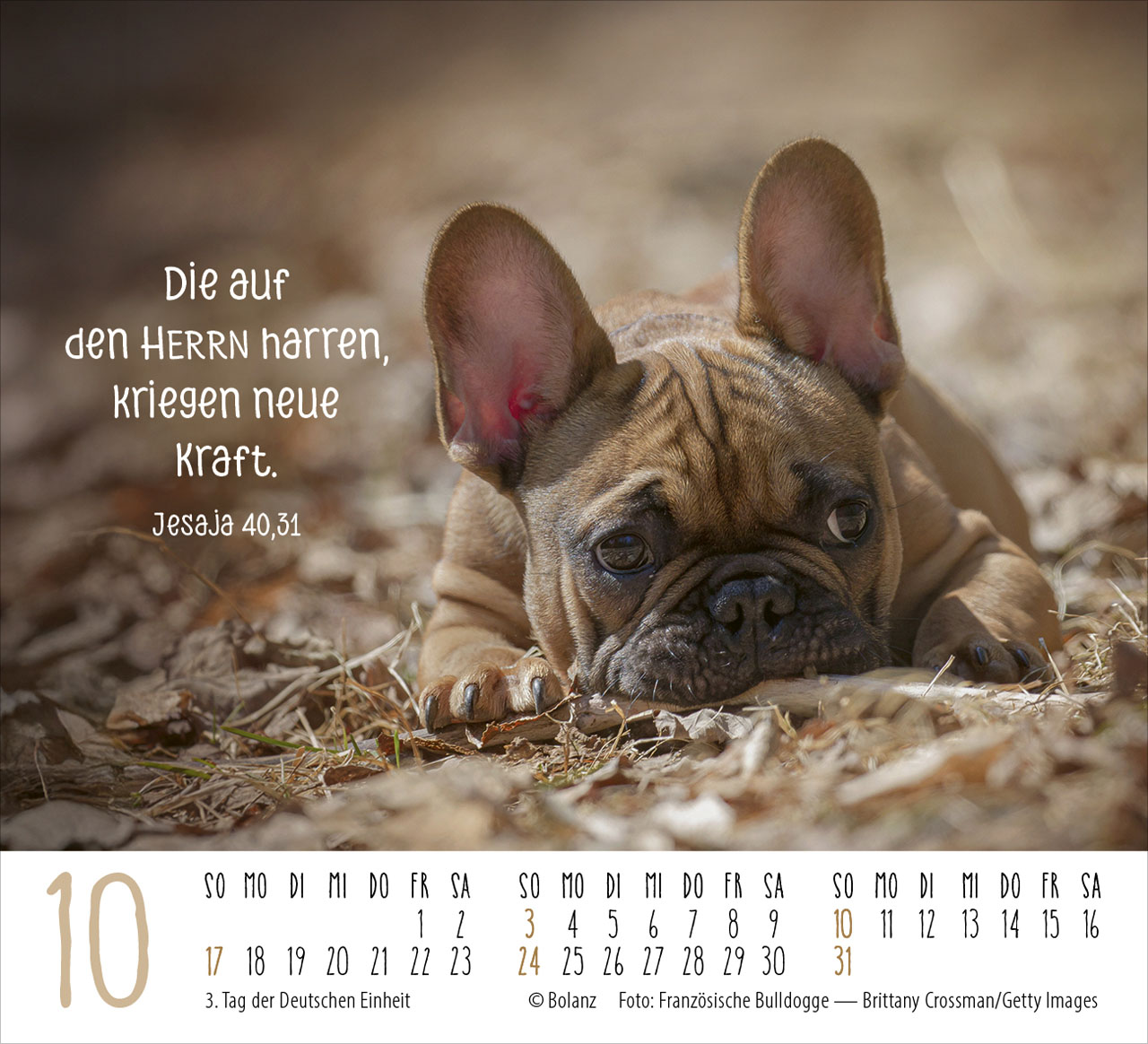 Hunde – treue Wegbegleiter 2027 – Minikalender