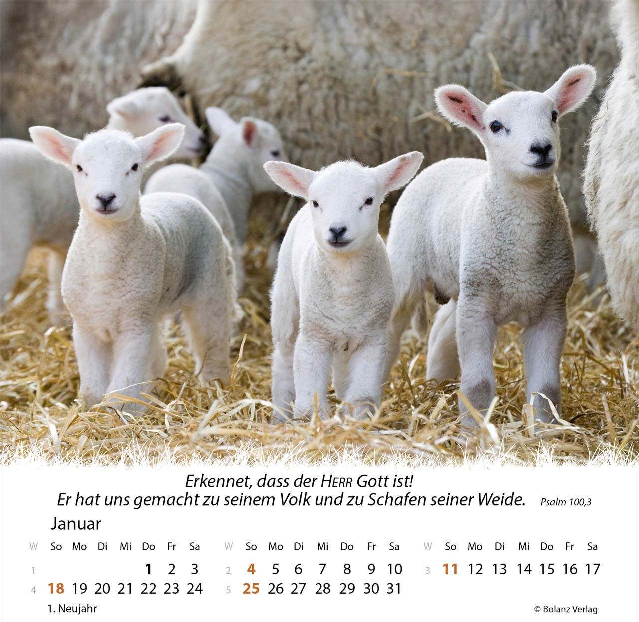 Ein Leben für die Schafe 2026 - Tischkalender