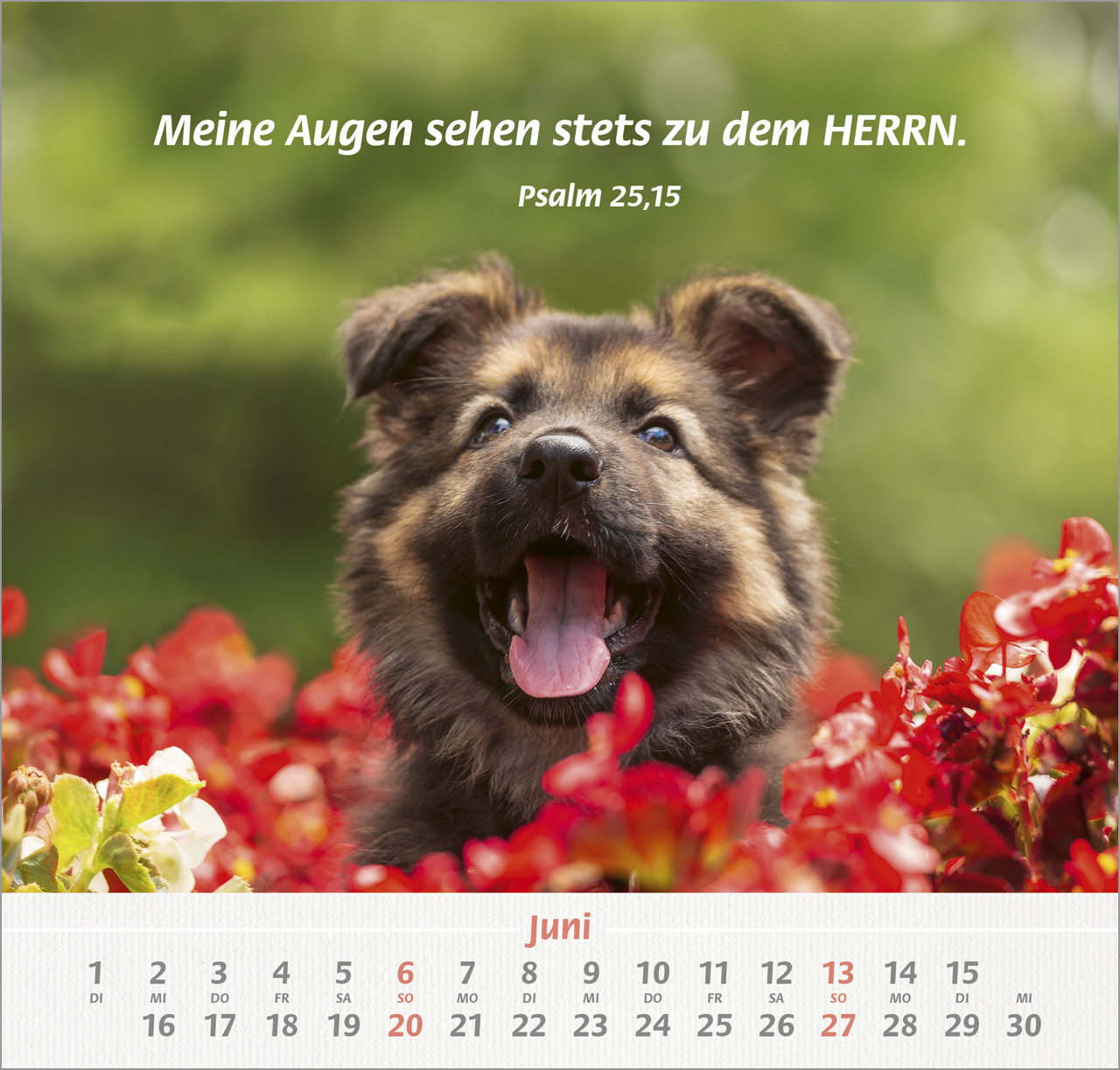 Ich hab dich gern 2027 – Wandkalender