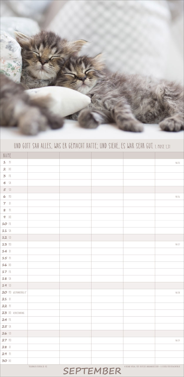 Katzen – Anmut auf vier Pfoten 2027 – Familienplaner
