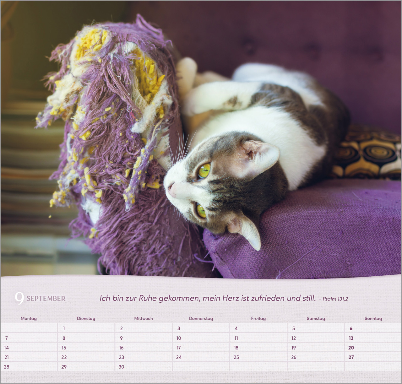 Katzen Wandkalender 2026