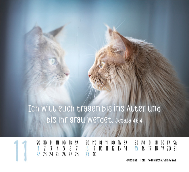 Katzen - auf leisen Pfoten  - Minikalender 2026