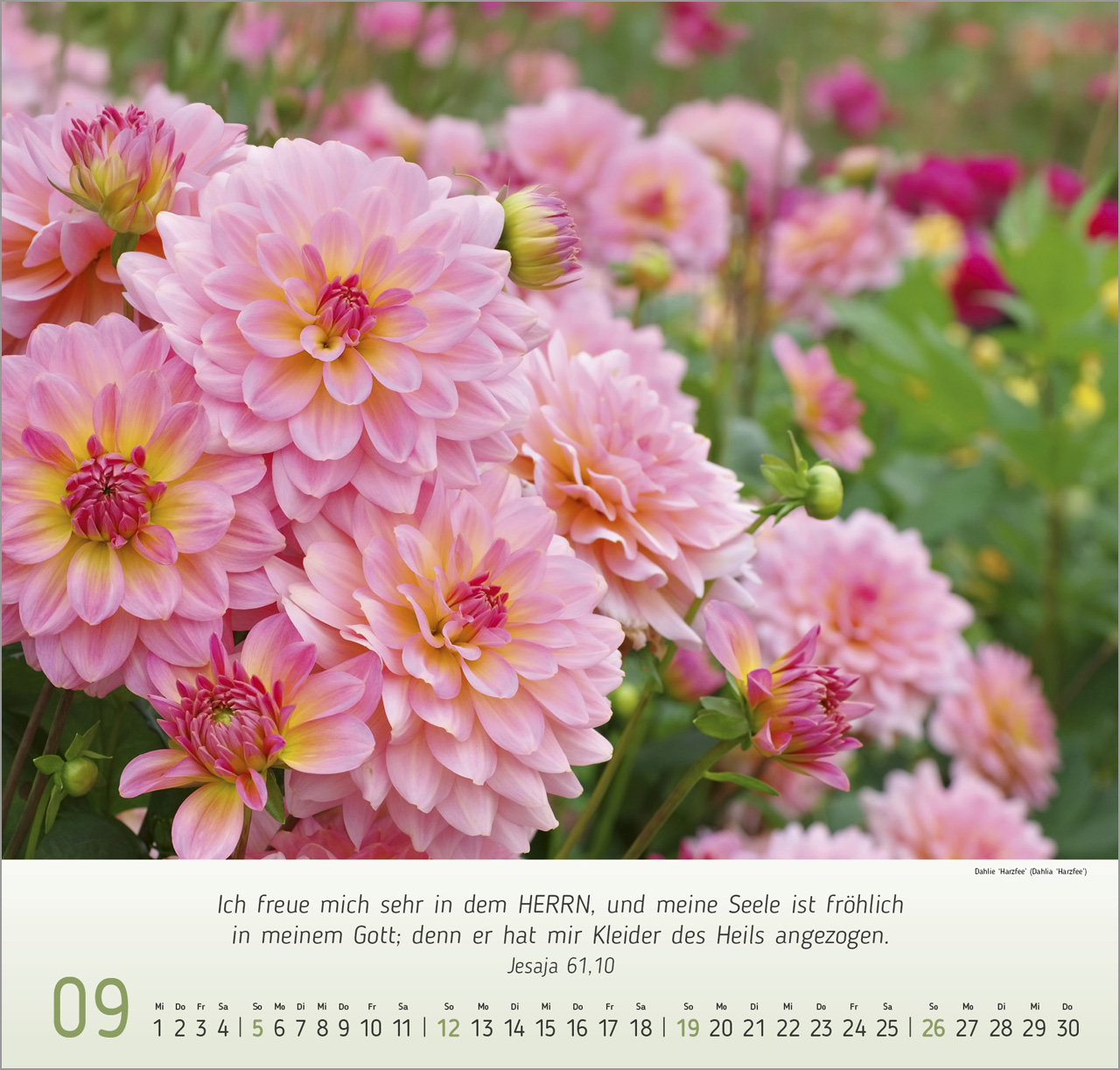 Blumen-Impressionen 2027 – Wandkalender