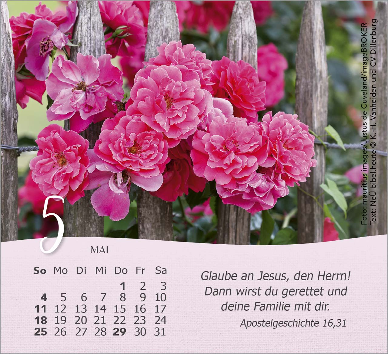 Rosen Tischkalender