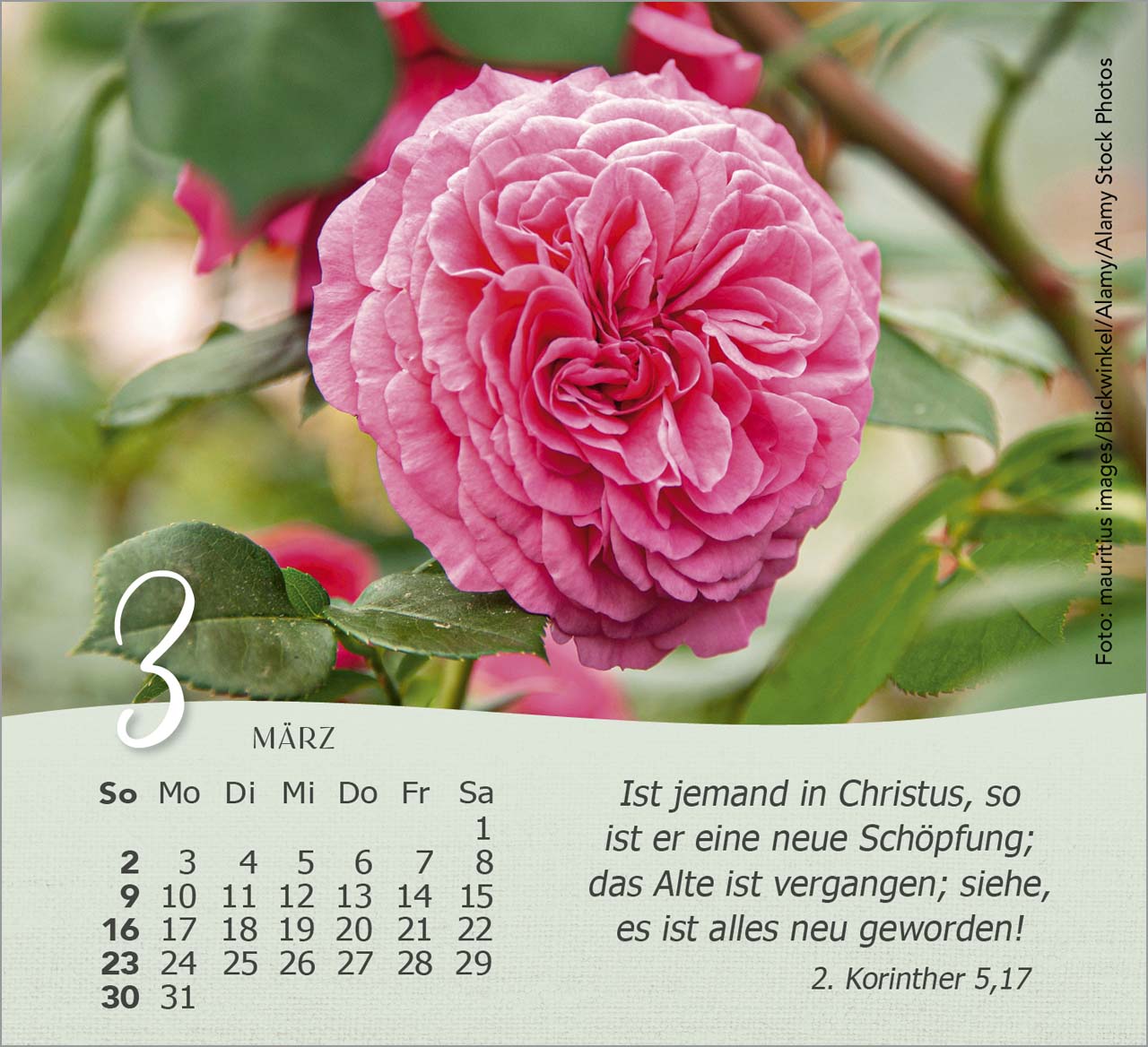 Rosen Tischkalender