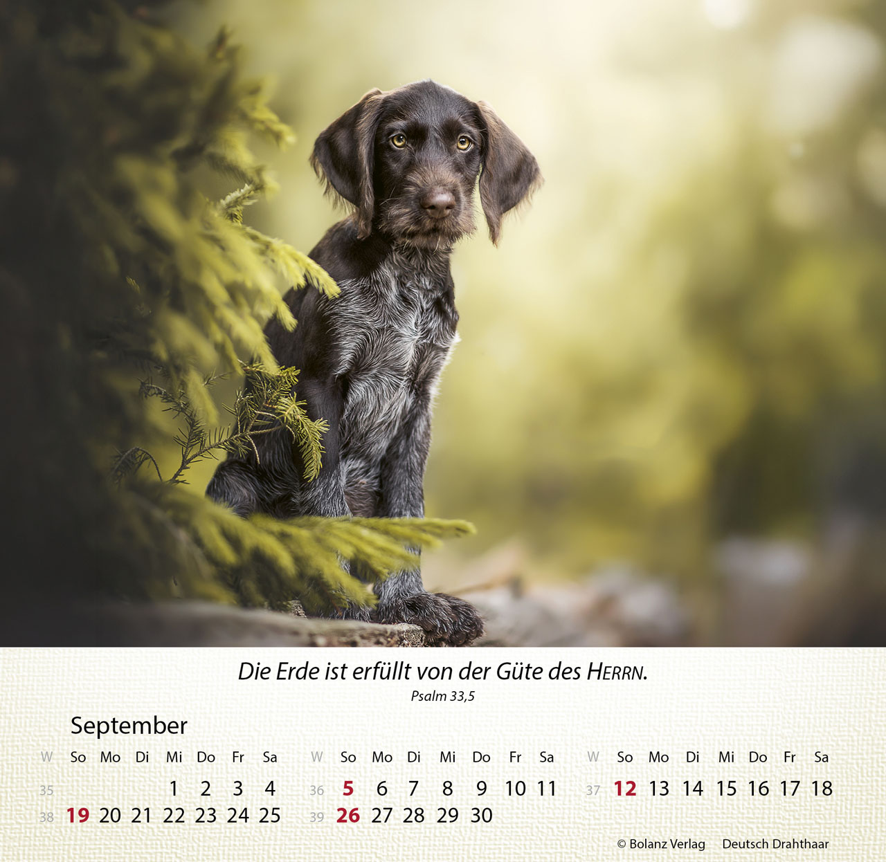 Hunde 2027 – Tischkalender